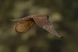 NZ falcon in flight. goRide