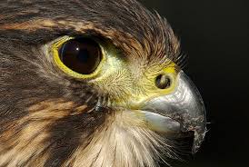 NZ Falcon close up.goRide